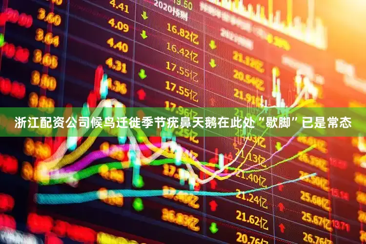 浙江配资公司候鸟迁徙季节疣鼻天鹅在此处“歇脚”已是常态